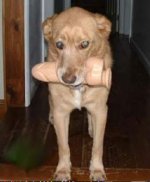 Dildodog.jpg