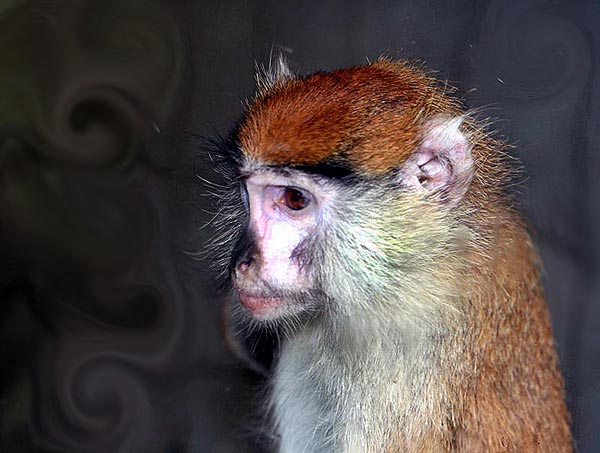 monkey2klein.jpg